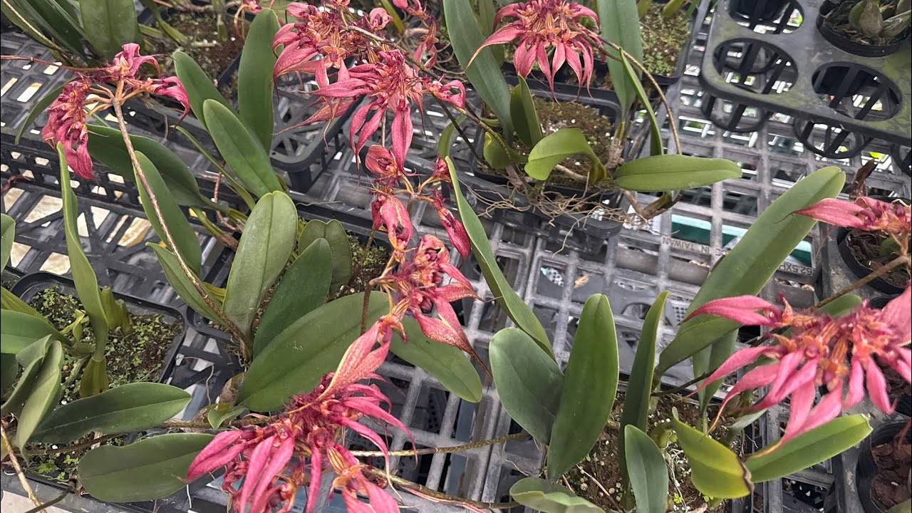 紅紅的蘭花正式進入到了開花季 豆王
