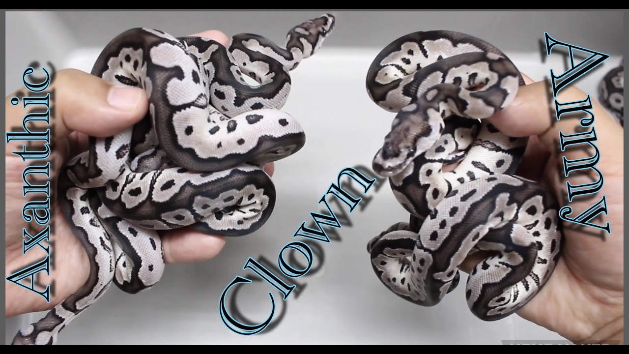 Cutting a Cool Ball Python Clutch!