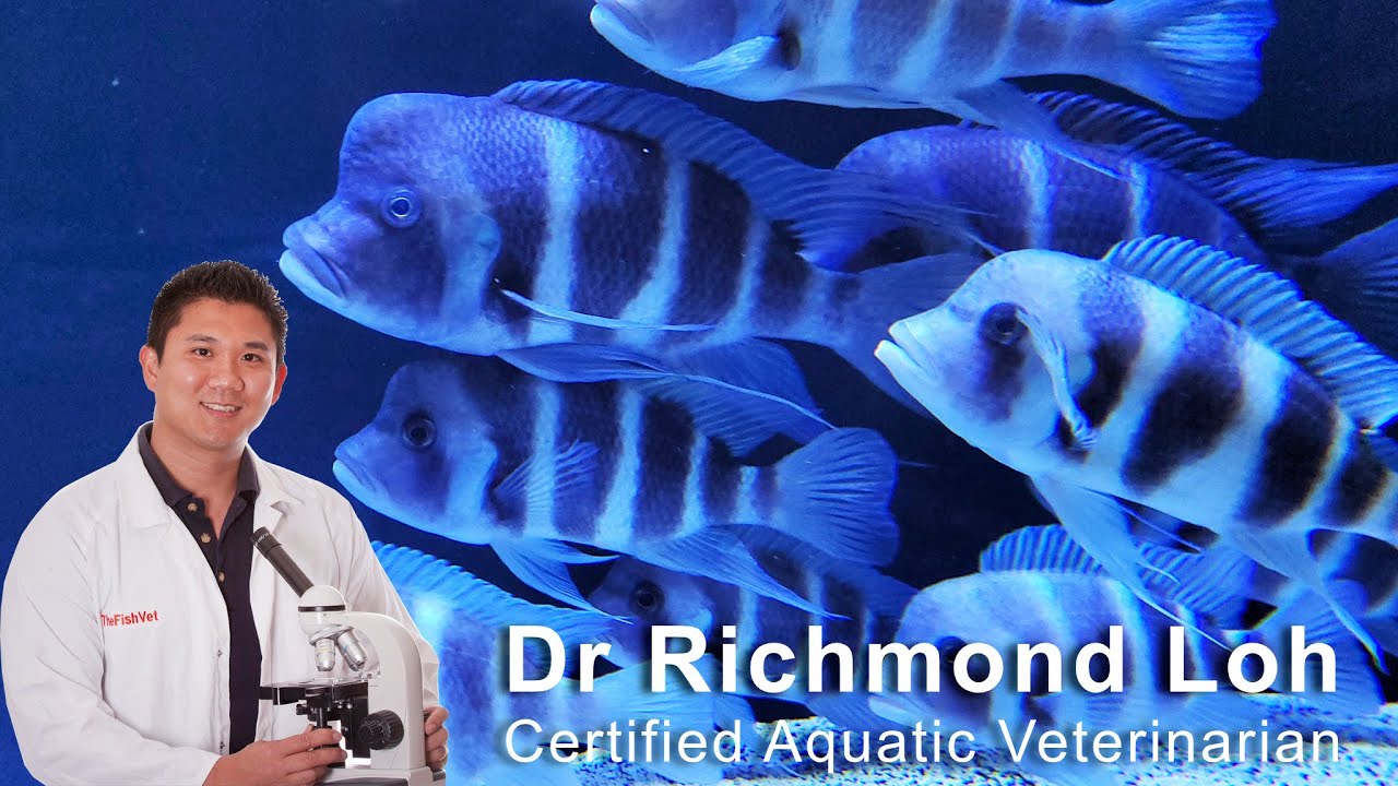 Treating Frontosa cichlids with Hexamita aka "Malawi bloat"