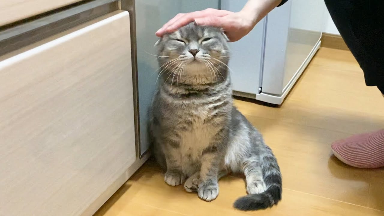 【久しぶり】甘えたくて仕方ない猫がかわいすぎた…