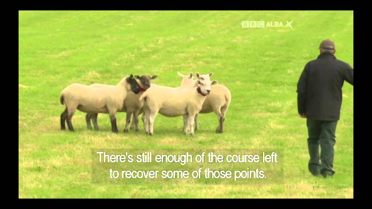 Bobby Henderson & Tweed - Day 1 - 2015 Scottish National Sheep Dog Trial