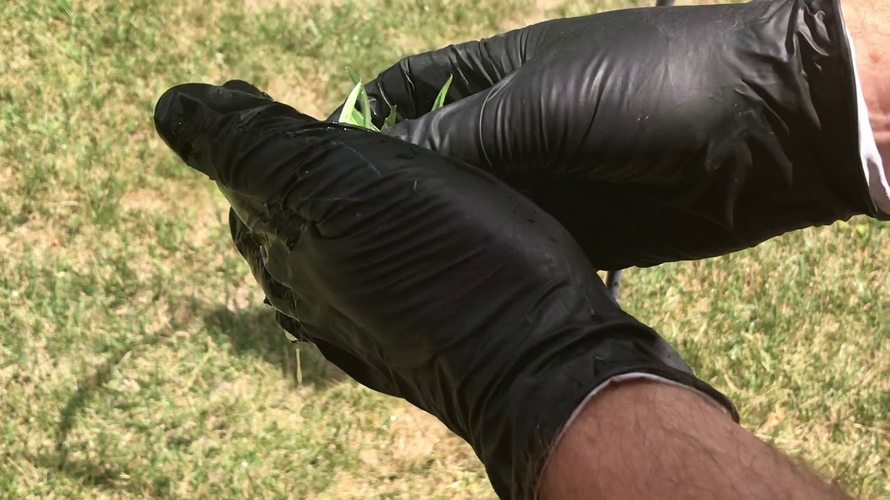 Deflasking orchid seedlings Part 1