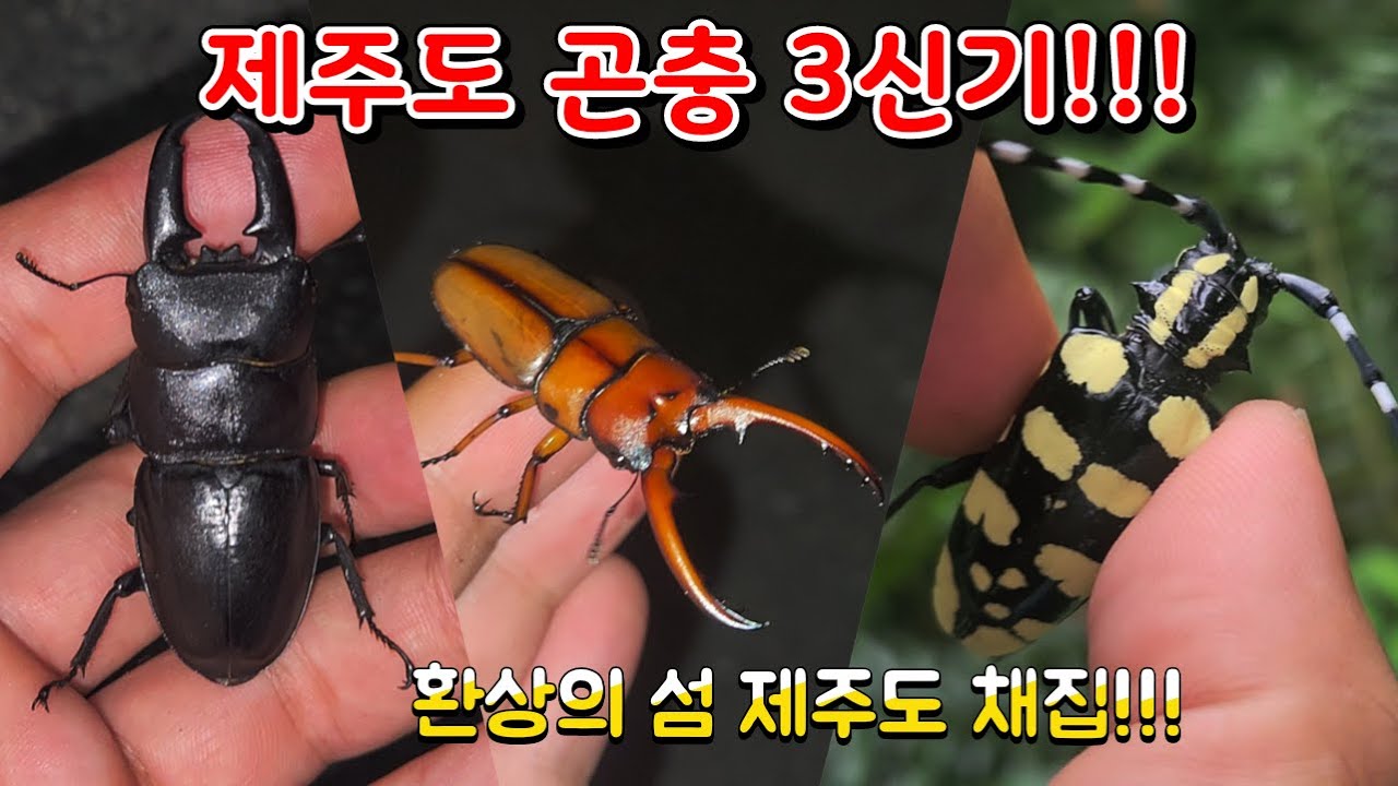 제주도 곤충 3신기!!! 특별한 곤충들을 찾아서 제주도 여행(ft.파이프)