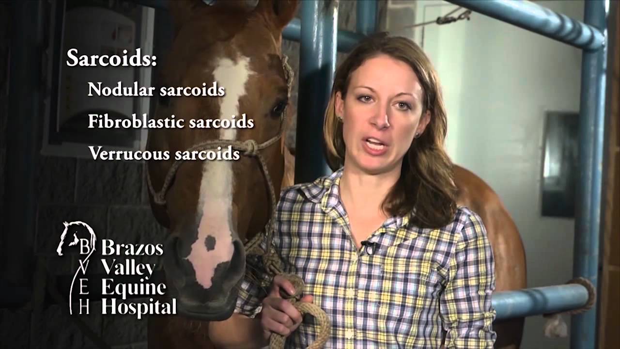 Sarcoid Tumors in Horses