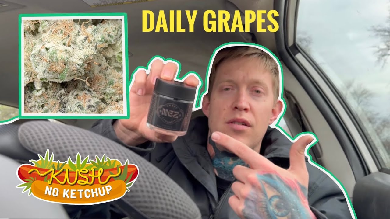 Обзор сорта винограда Daily Grapes