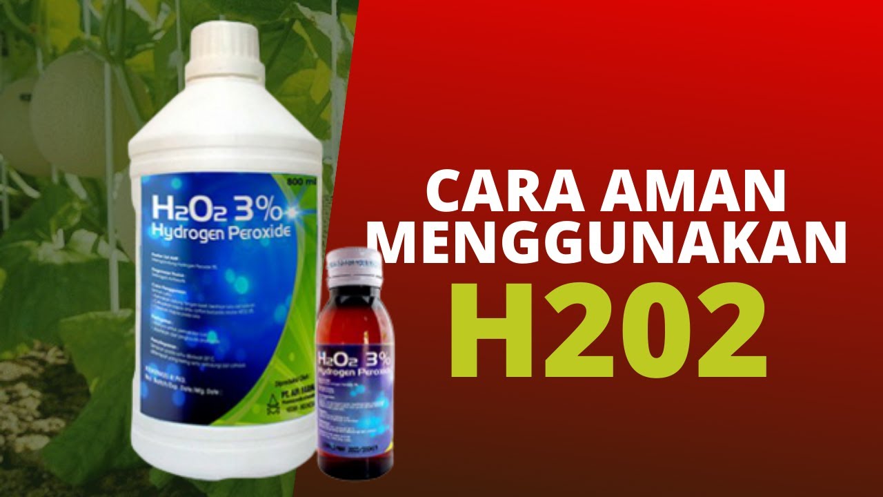 Cara Aman Menggunakan H2O2 untuk Tanaman #guruberkebun