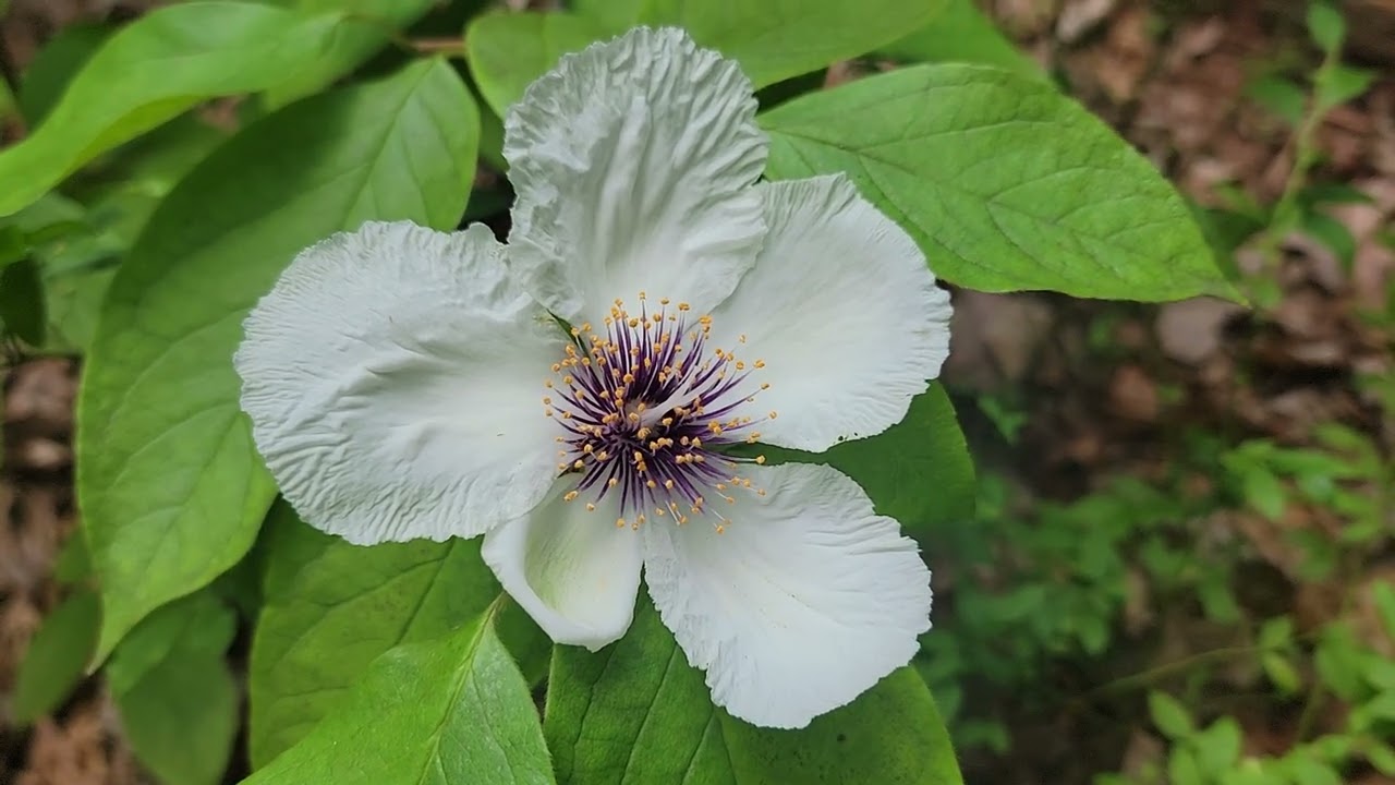 Stewartia ovata grandiflora 2