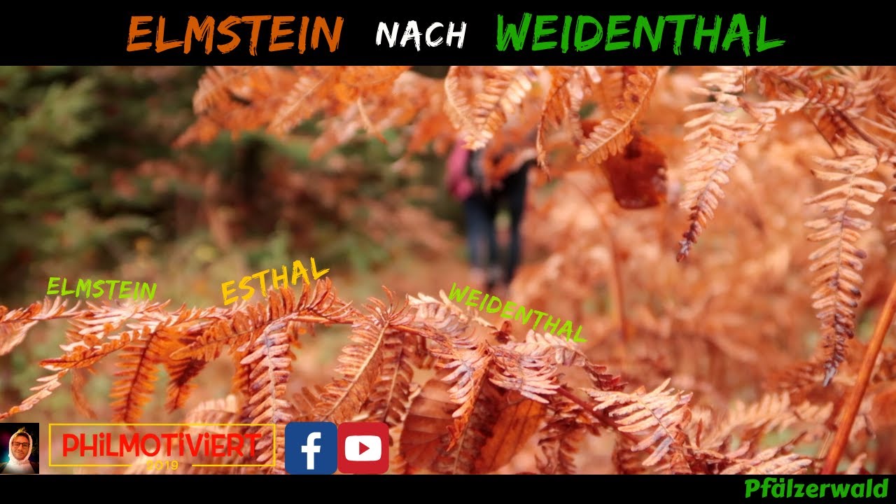 Wohltat für alle Sinne 🍁 Herbstwanderung im farbenfrohen Pfälzerwald | Elmstein nach Weidenthal