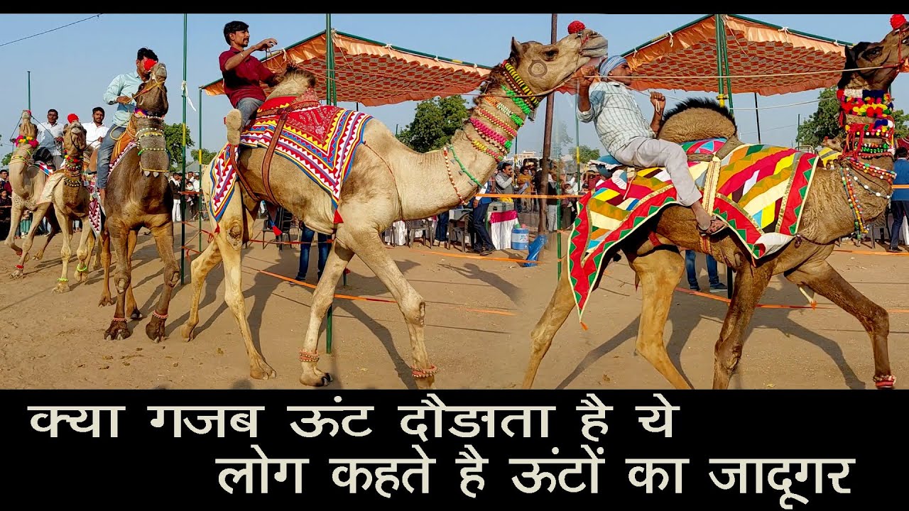 ऊंट की रैम्प दौड़ में इसको कहते है ऊंटों का जादूगर Nagaur Cattle Fair 2025 नागौर पशु मेला