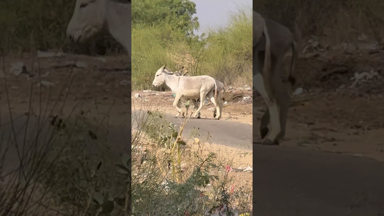 حمير مضحكة تتشاجر وتتودد في قرية صحراوية | Donkey first time | Animal Life in Thar Desert