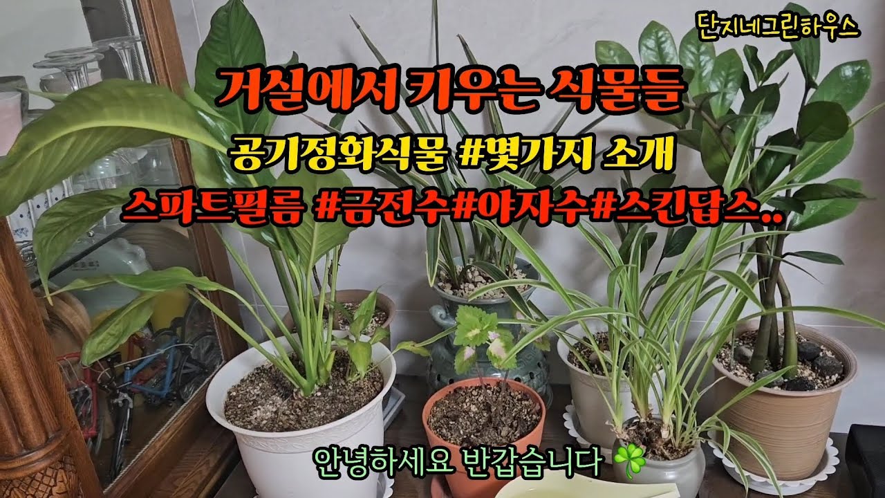거실에서 키우기 좋은 식물추천#스파트필름#금전수#스킨답스#공기정화식물