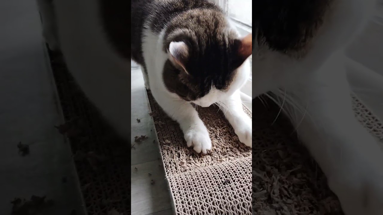 VID 20260312 083749626~2 #cat