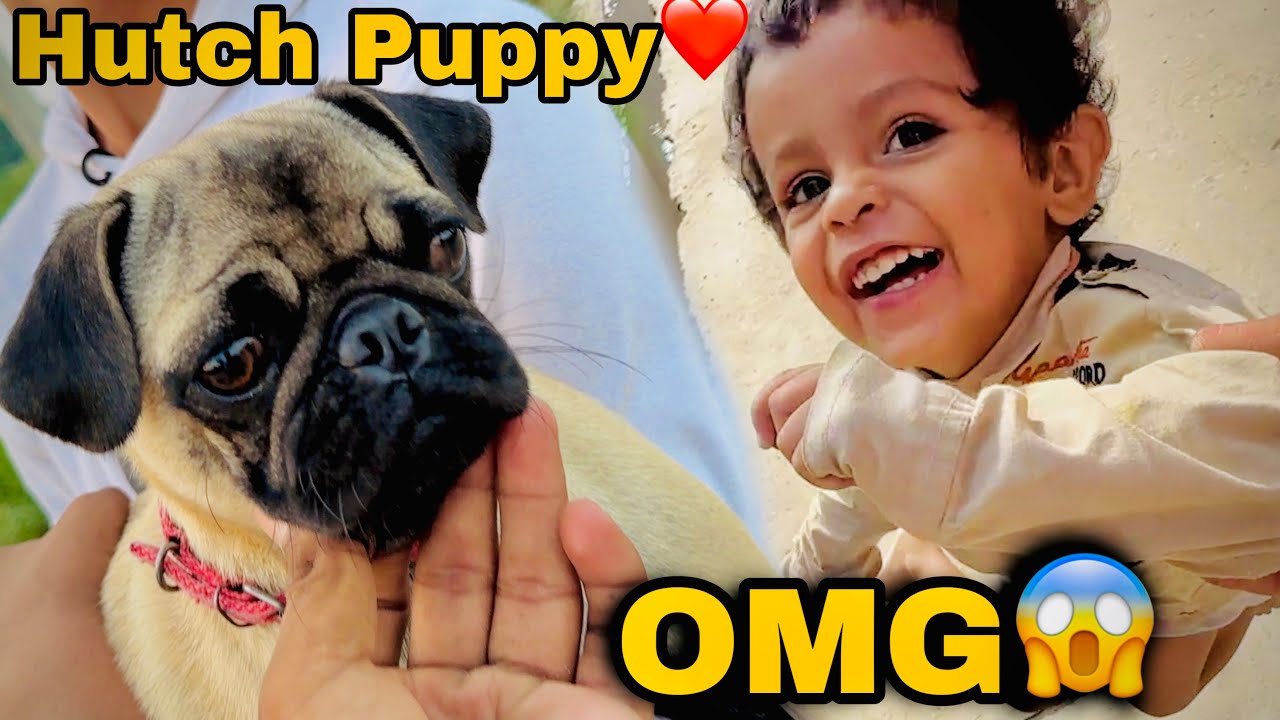 Pug Puppy Milne Aagaya❤️ But Lucy Ne Reil Bana Di