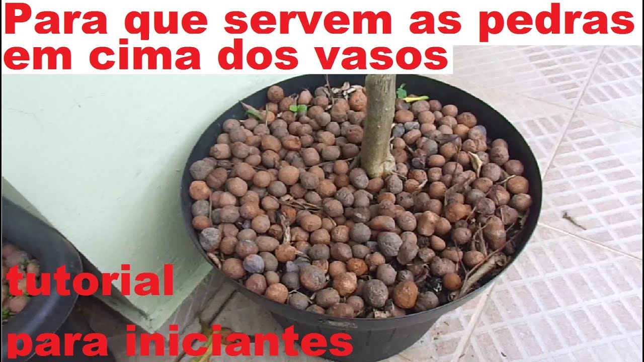 Argila expandida cobrindo os vasos. Pra que isso?