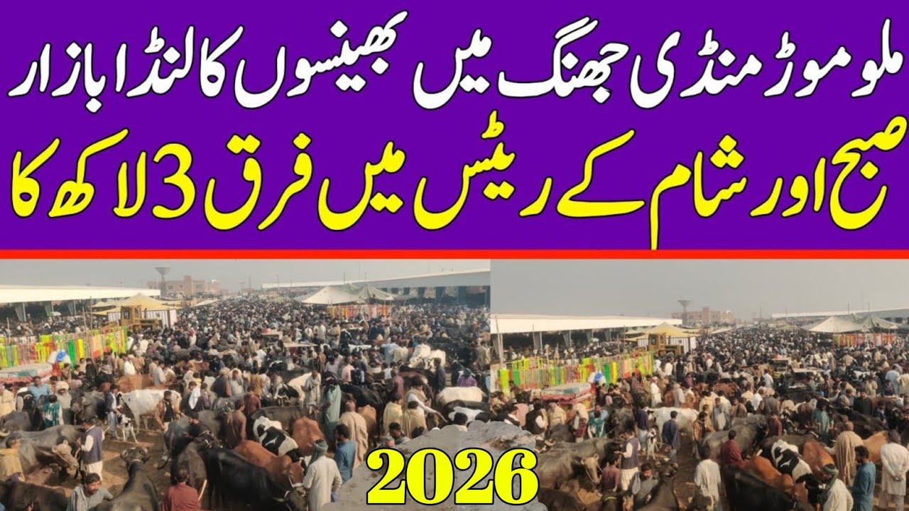 Malumor Janwar Mandi Jhang Today | Buffalo Fresh Rates Update 2026 | Buffalo Mandi Pakistan