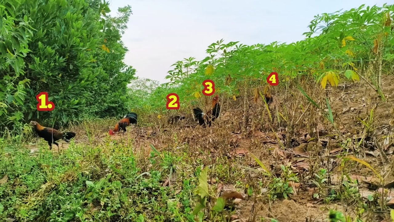 FULL VIDEO MIKAT AYAM HUTAN DATANG SATU ROMBONGAN