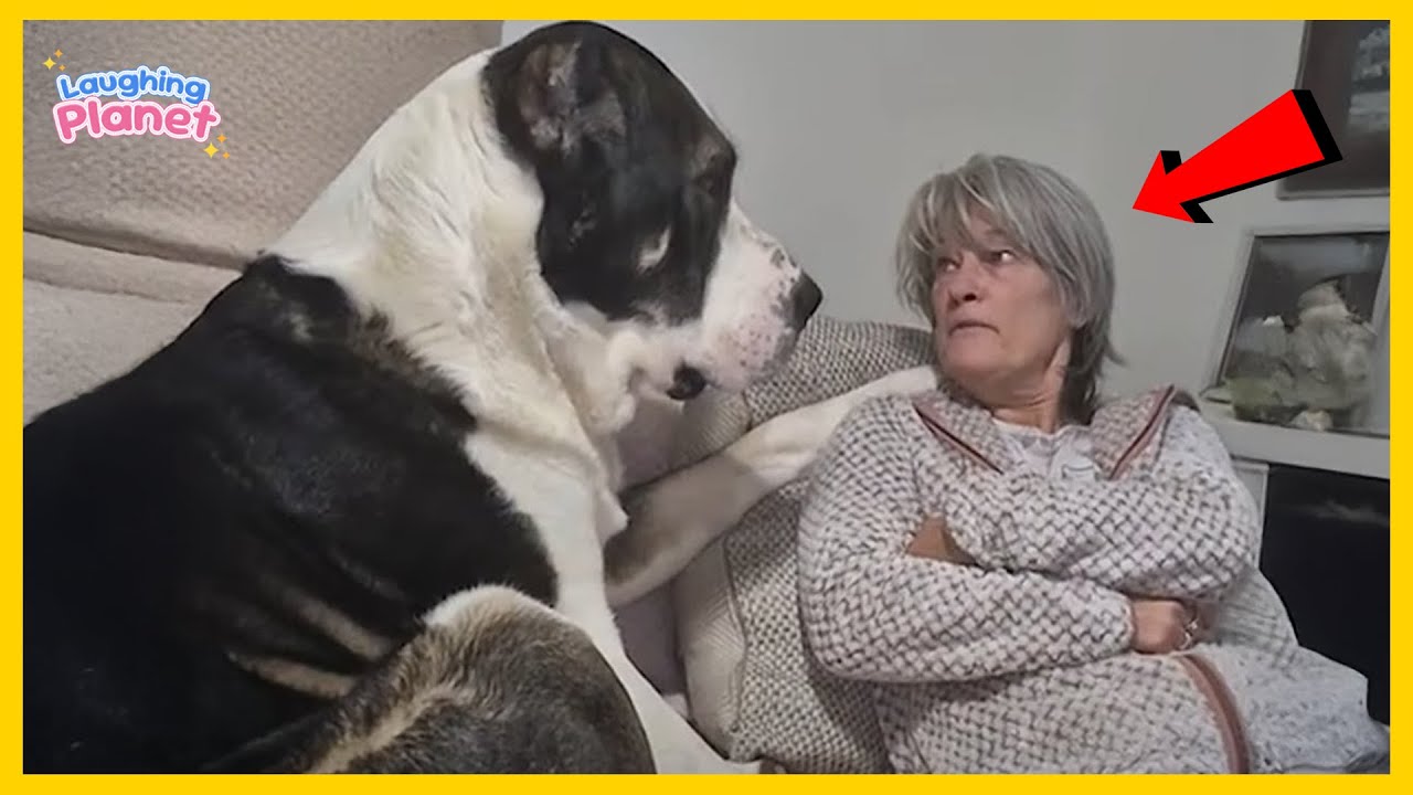 🐕👴👵Когда ваша собака настаивает на любви к бабушке и дедушке 😁 САМОЕ СМЕШНОЕ видео о собаках и лю...