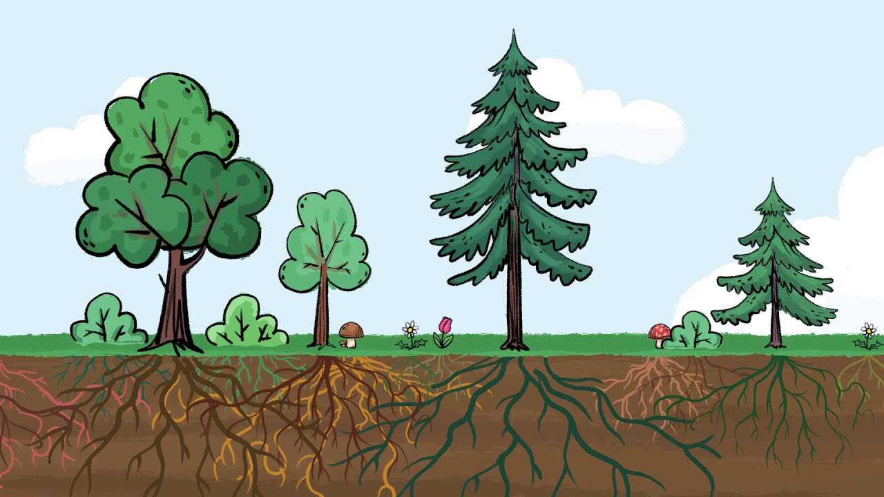 Est-ce que les plantes communiquent ?