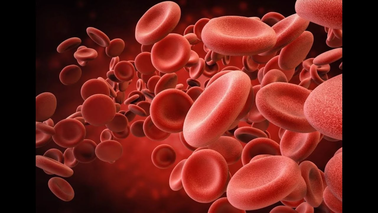 Жемчужины внутренней медицины: что нужно знать гематологу