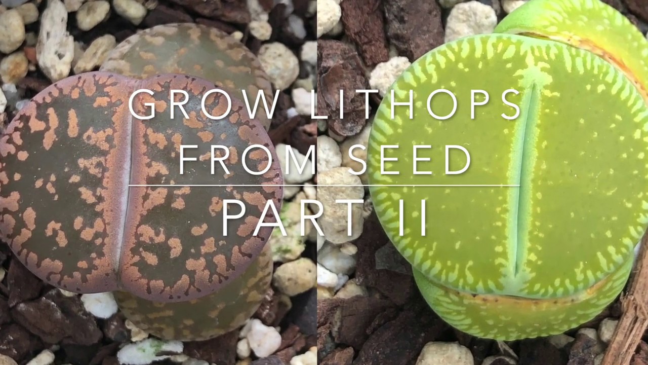 How To Grow Lithops From Seed - Part II  - PLUS Rare Lithops Hybrids From Japan