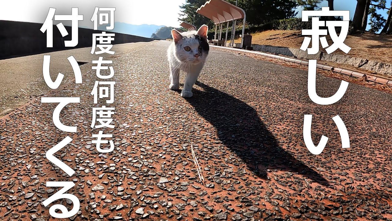 【捨て猫】寂しかった何度も何度も付いてくるその結果…