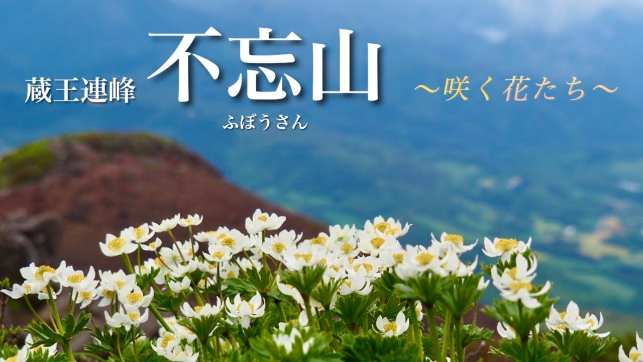 【不忘山】6月 宮城県/蔵王連峰 高山植物ハクサンイチゲ・ユキワリコザクラ