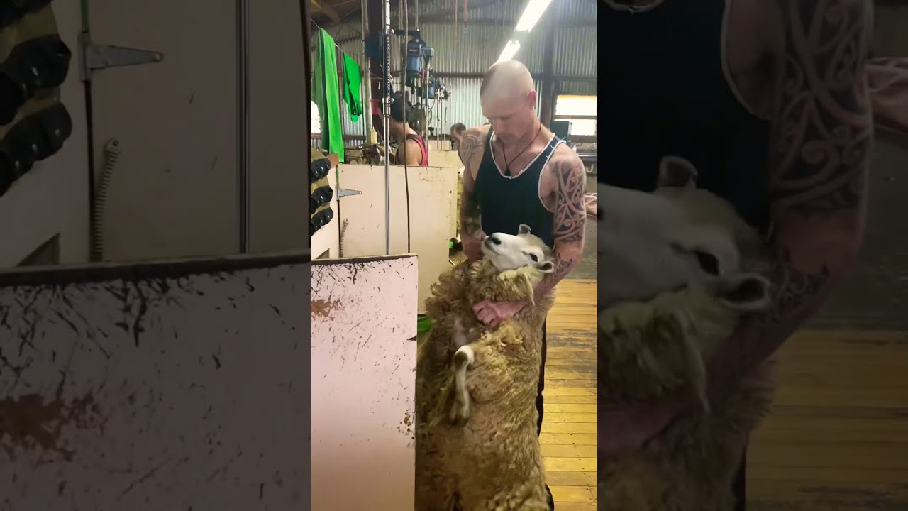 New Zealand Sheep Shearing