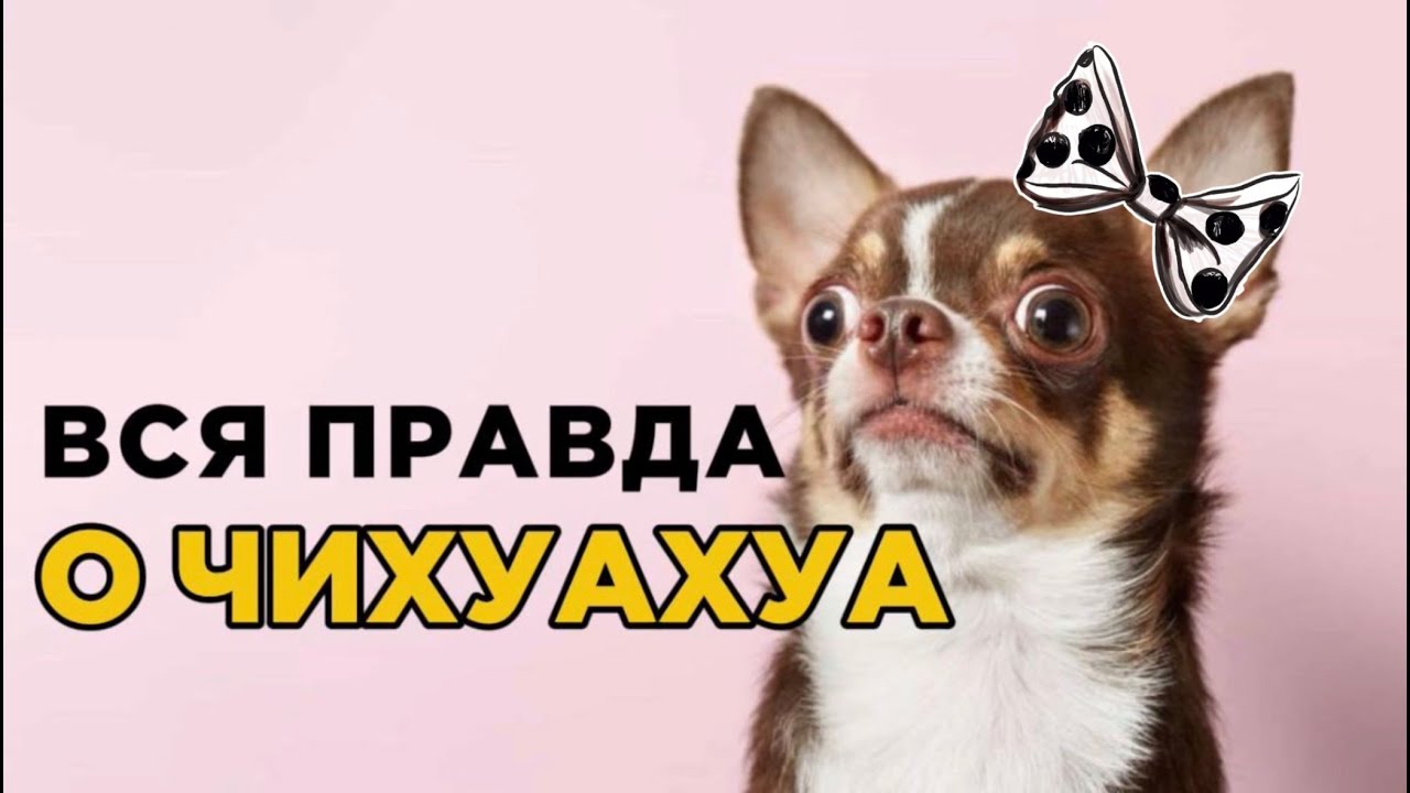 Вся правда о ЧИХУАХУА. 50% страха и 50% злости?