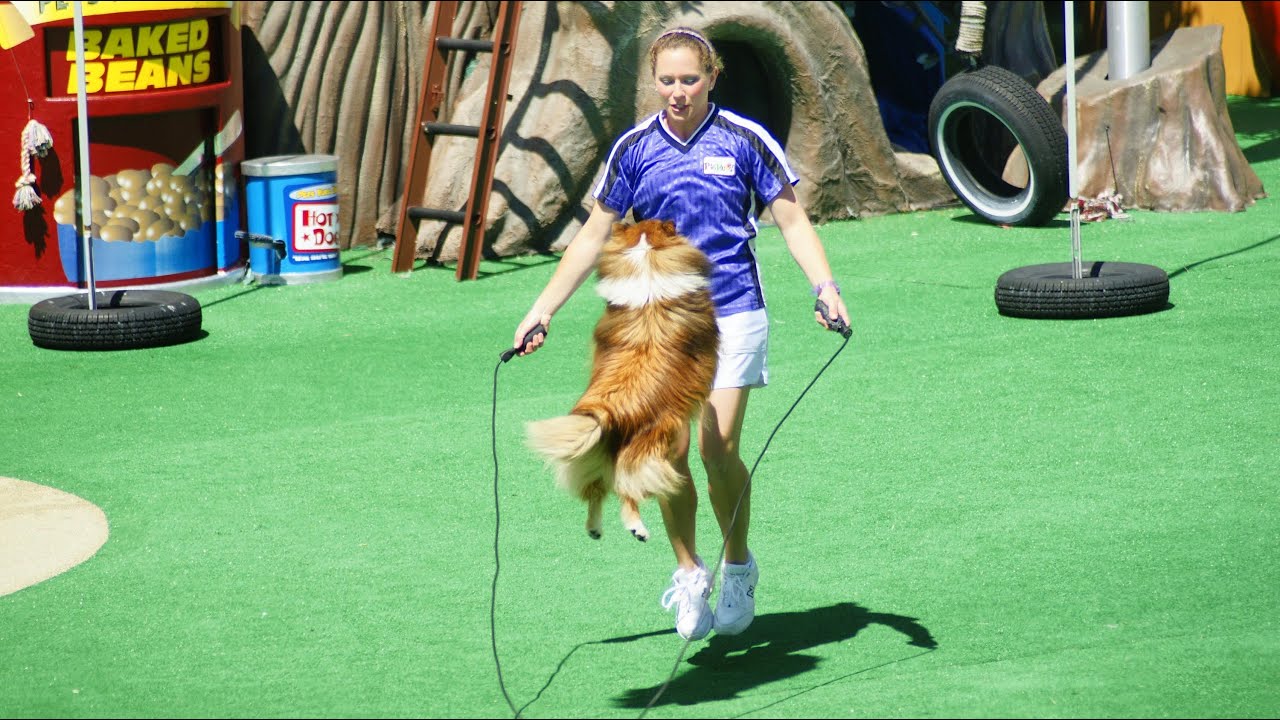 Pets Rule (полное шоу) в SeaWorld San Diego