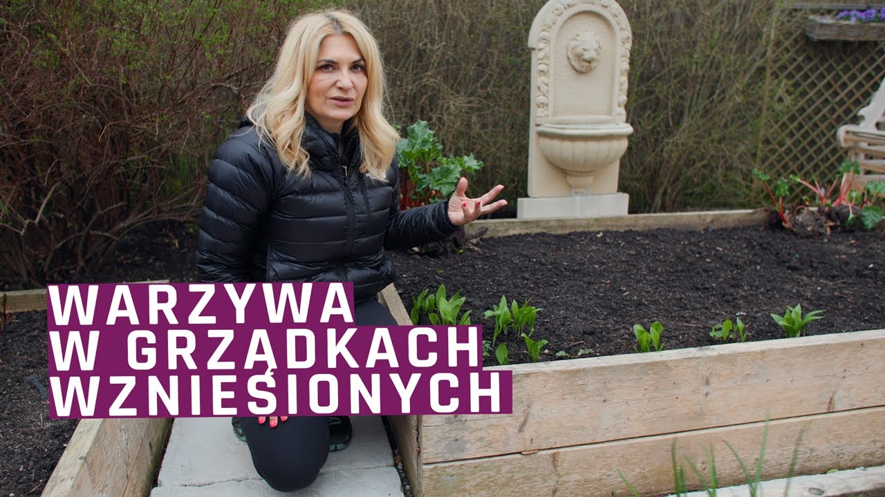 Grządki wzniesione - sadzę sałaty, rabarbar, anemony, dymkę, rzodkiewkę, buraczki i zioła.
