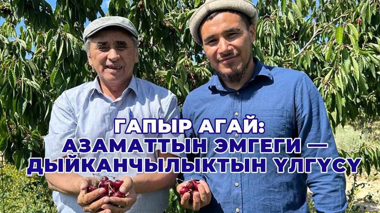 Гилас багуунуну түйшүгү — 60 гектарды 5 га эле сүйрөп кетиши мүмкүн