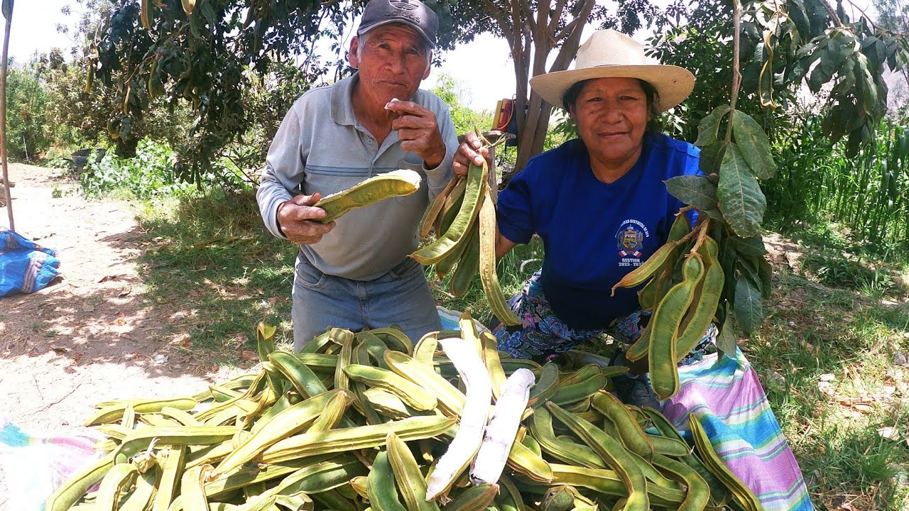 INCREIBLE!! Cosecha de Pacay  (guaba) lo llevamos a vender quieres saber cuanto nos pagaron?🤑🤑