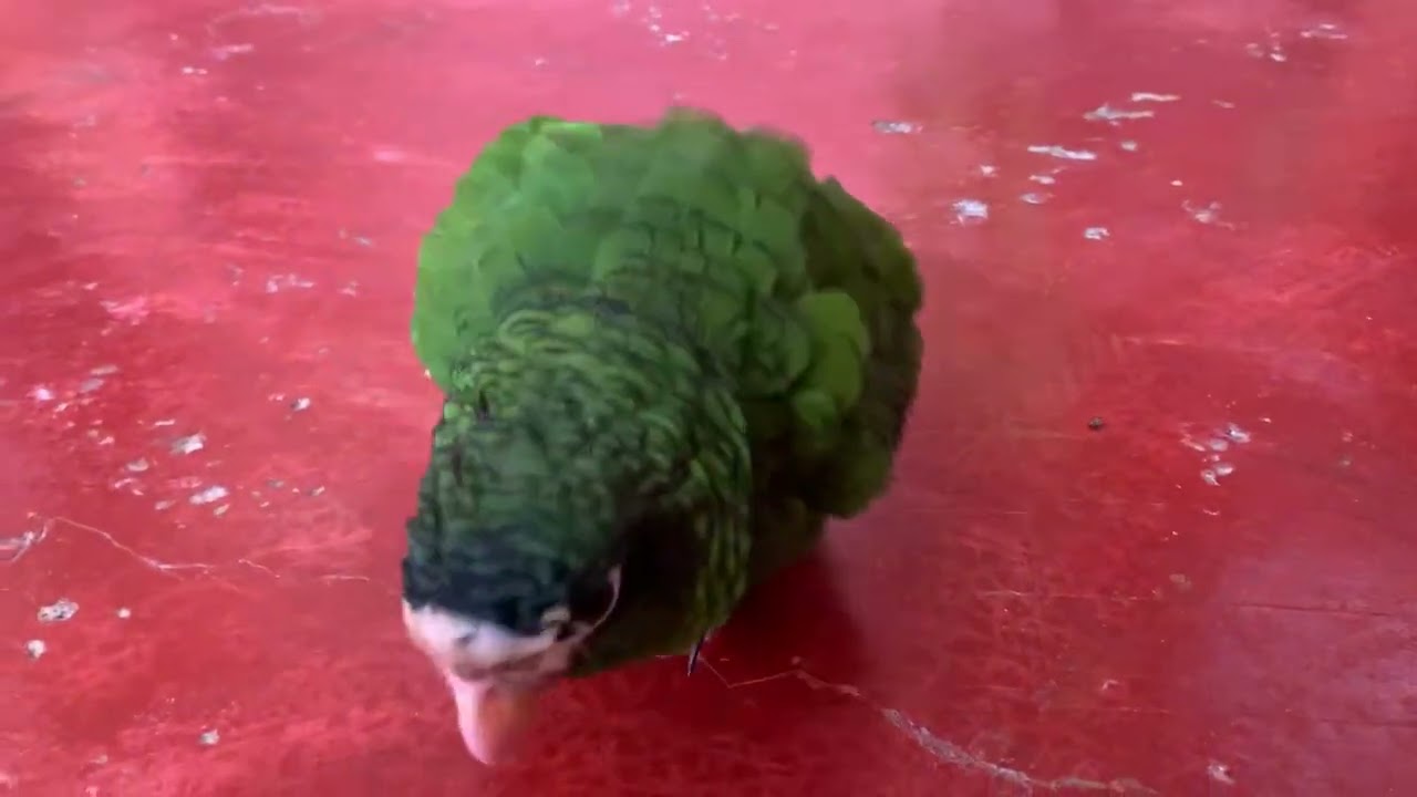 Cotorra hablando 🦜