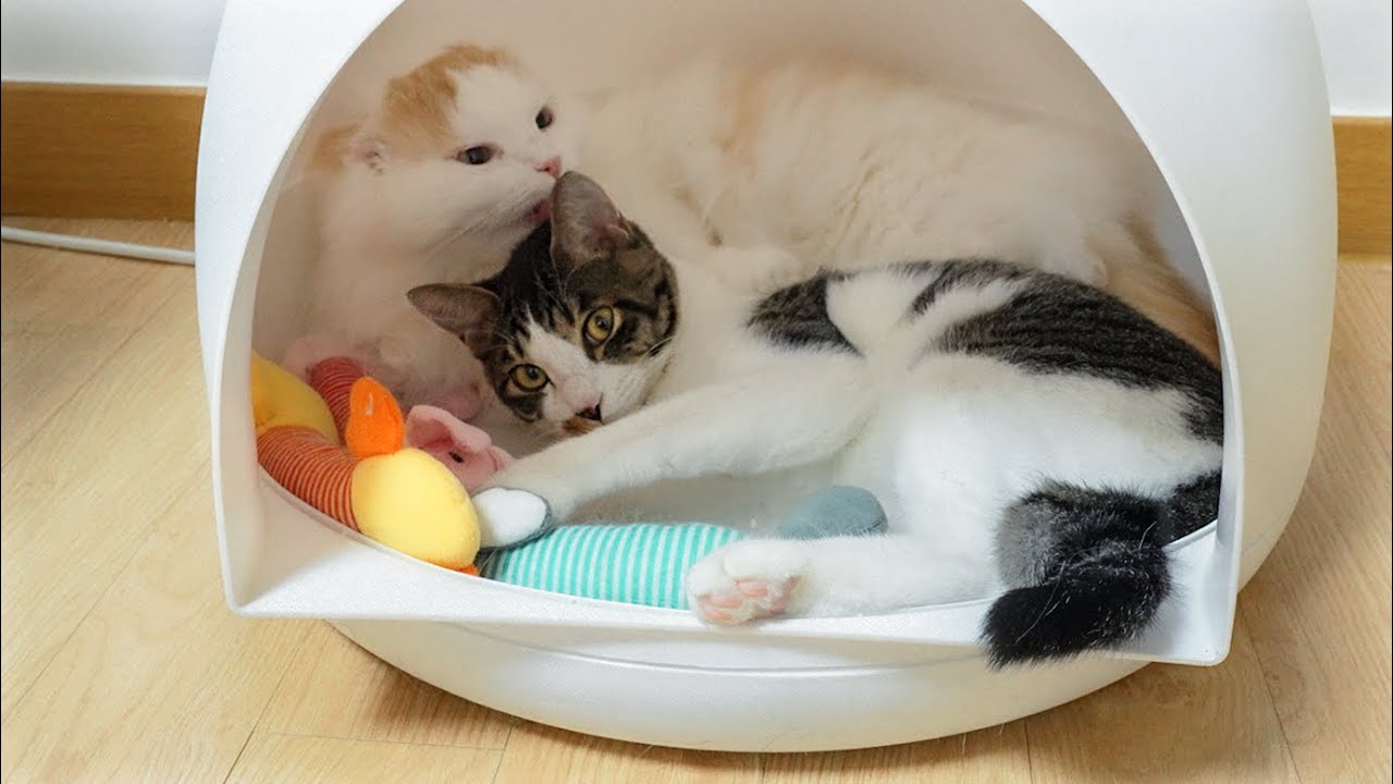 The Big Cat Cuddles the Rescued Kitten with All His Love