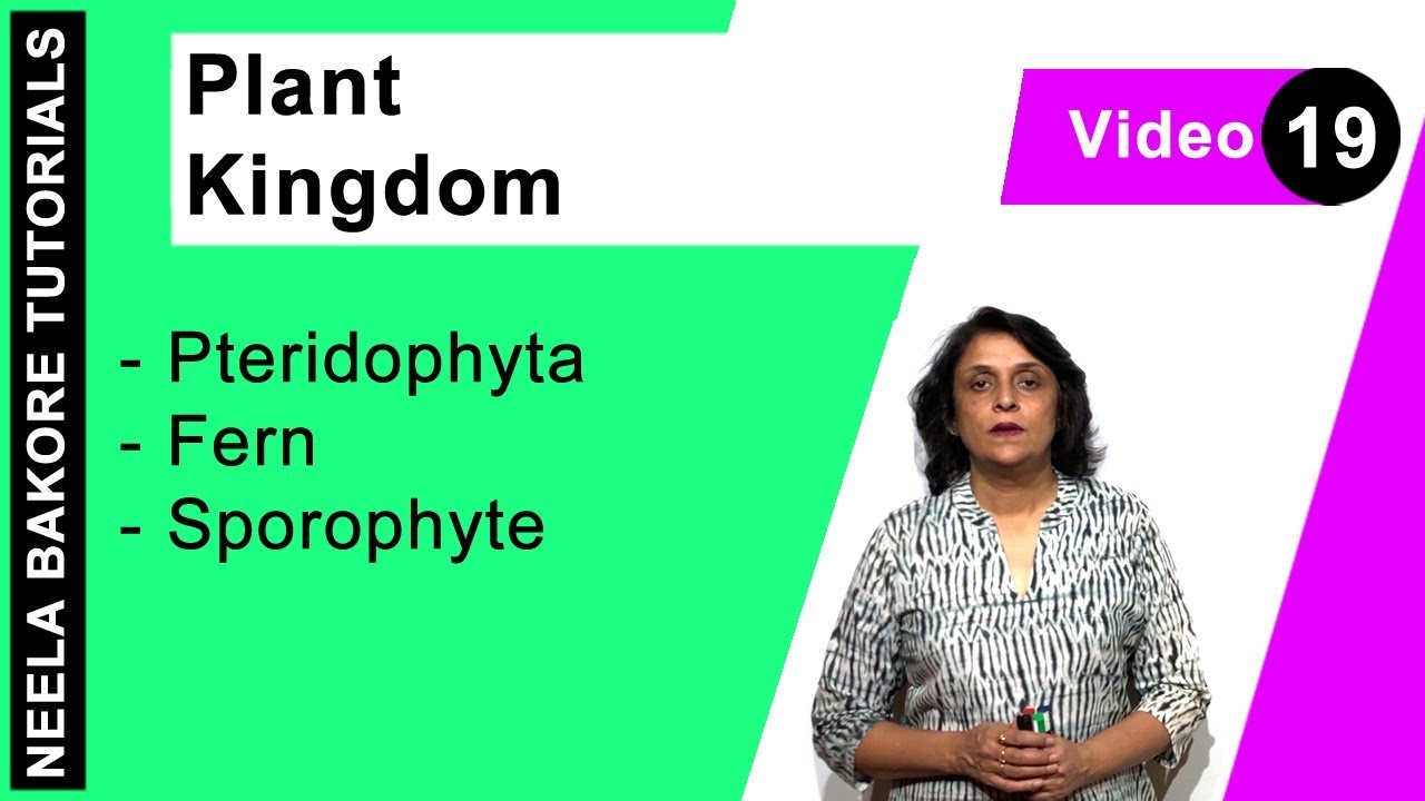 Plant Kingdom | NEET | Pteridophyta - Fern - Sporophyte | Neela Bakore Tutorials
