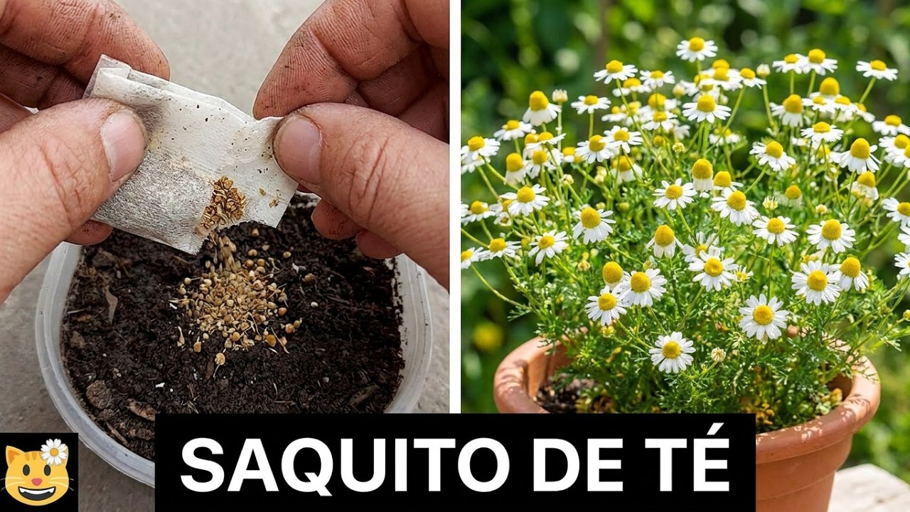 Como Sembrar Manzanilla En Casa Con Bolsa De Te  Desde Saquitos De TÉ