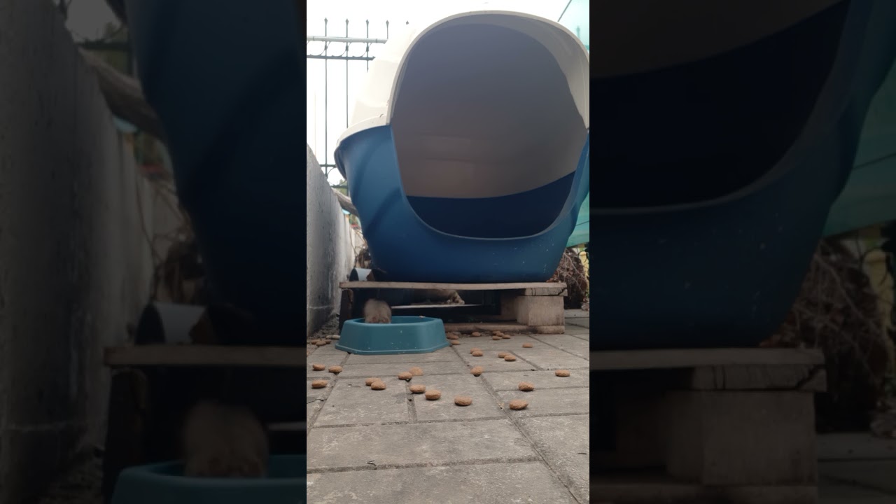 A mouse thief grabs and eats dog food. #mouse #thief #short # funny