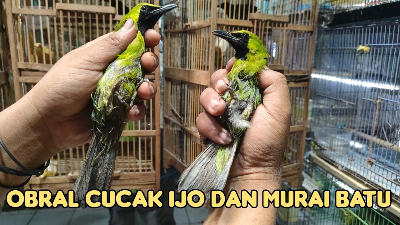 OBRAL CUCAK IJO MURAI BATU  CUCAK IJO MULAI HARGA 150.RIBU