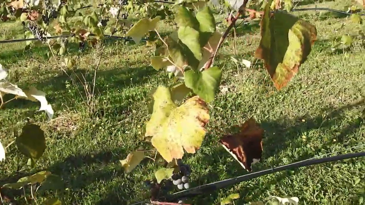 Grapes - A Discussion with Craig Lembke