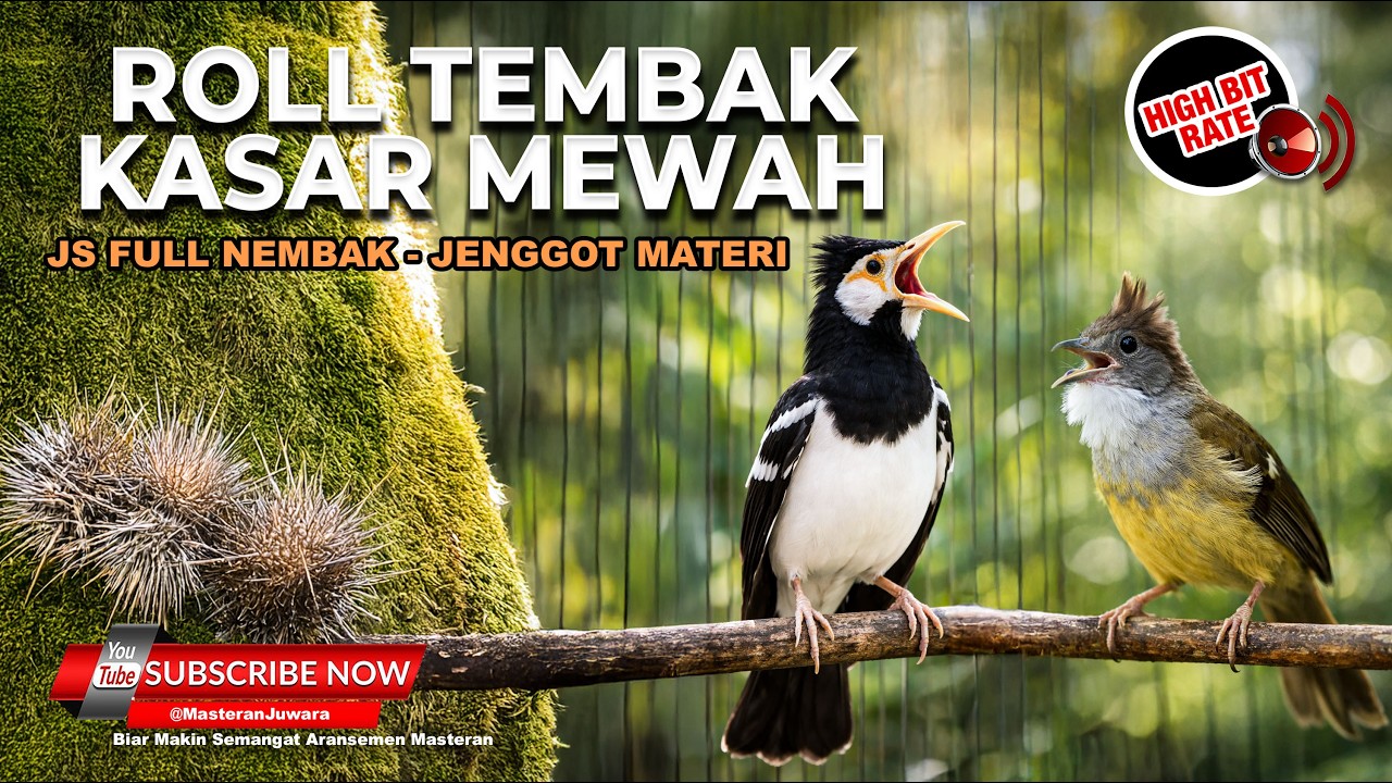 🔴 Live Roll Tembak Jalak Uren Gacor Nembak Kasar vs Cucak Jenggot Grejaan Tengkek Buto