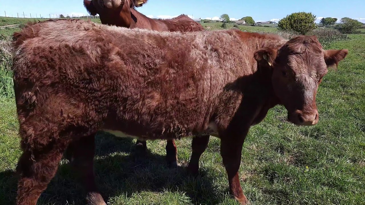 Salers X Limousin heifers May 2020