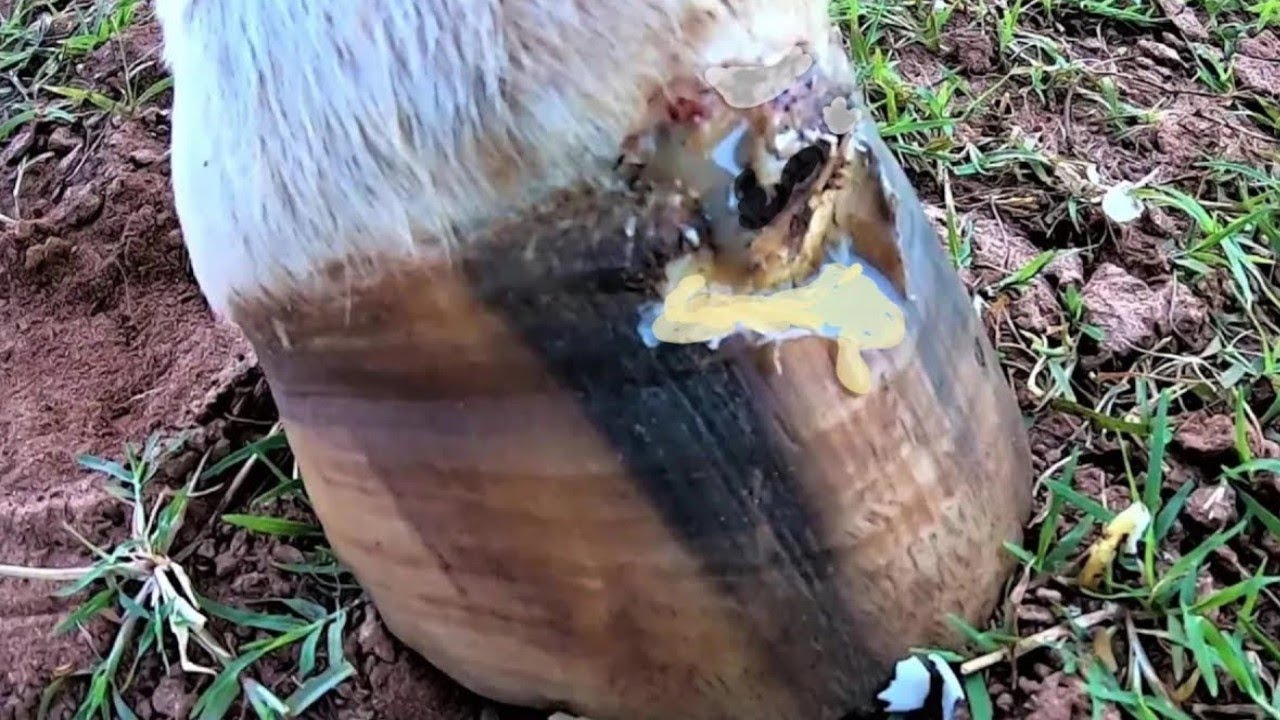Broca  Saiu na COROA do casco ... pressão