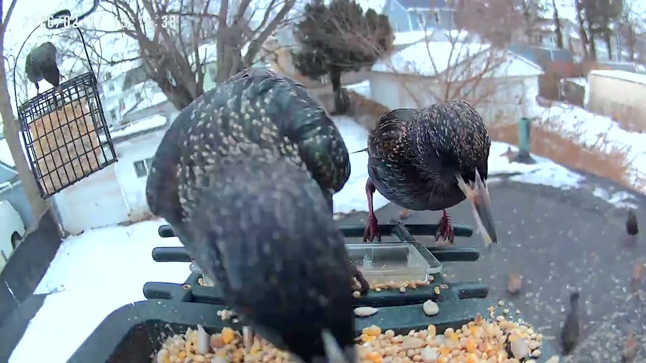 Starling Pandemonium 
