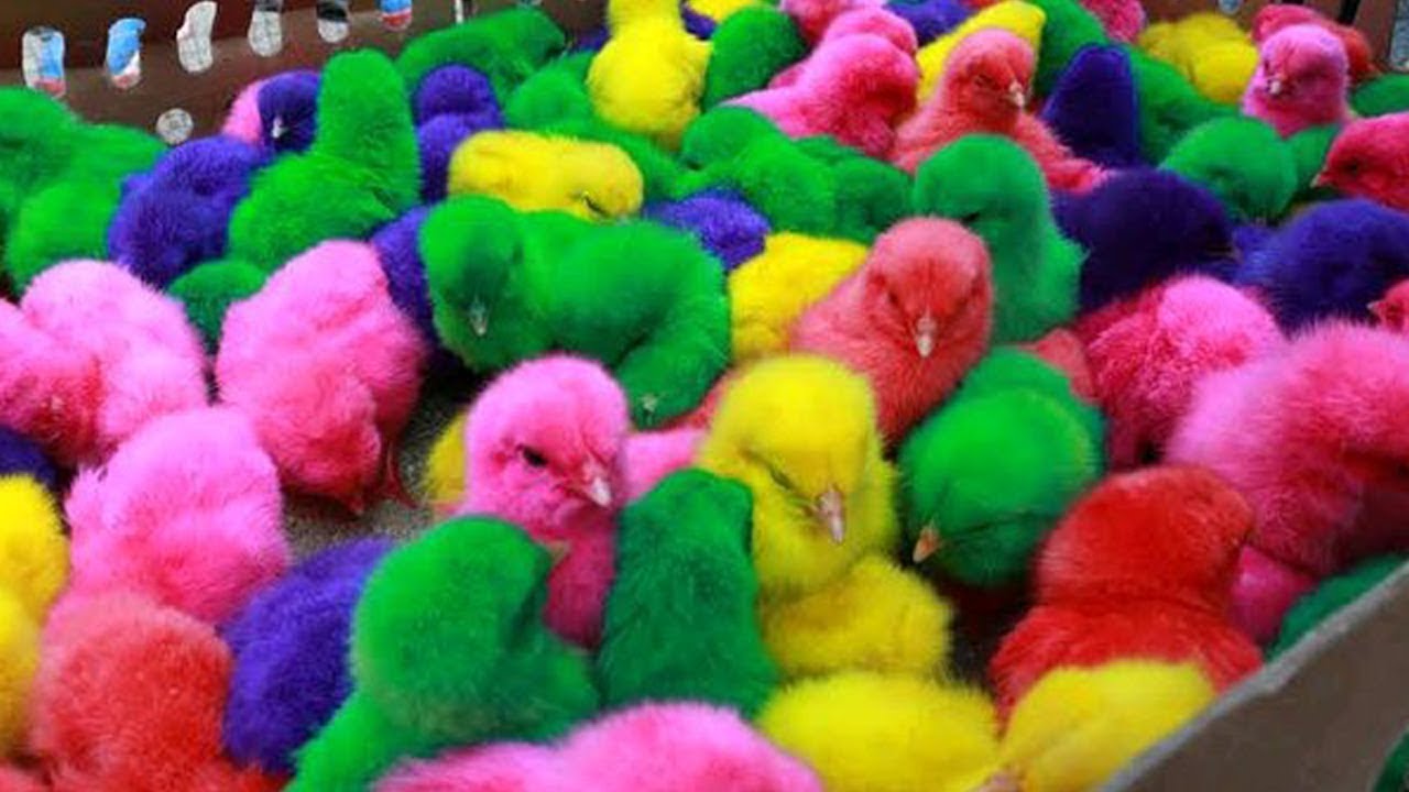 Catch Cute Chicken, Colored Chicken, Rainbow Chicken, Cute Chick, Duck, Rabbit #