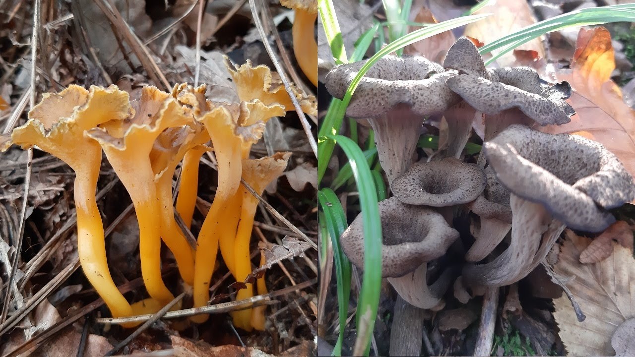 Orman Mantarları (Craterellus Lutescens), (Craterellus Cornucopioides) Mantar Avı.