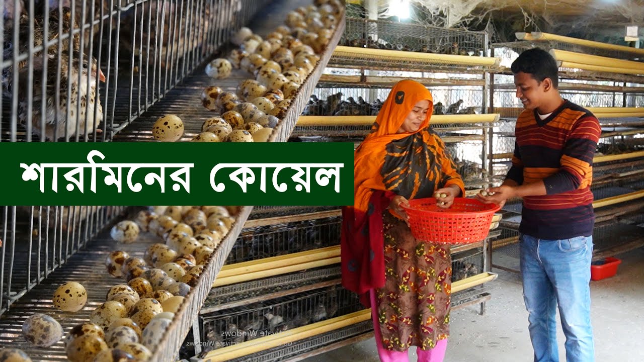 দরিদ্র শারমিনের কোয়েল পালনে পাল্টে গেছে জীবন - কোয়েল পাখির খামার | Quail bird farming