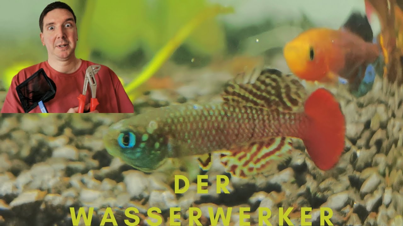 Nothobranchius Palmqvisti, Killifisch Zucht und Lebenszyklus