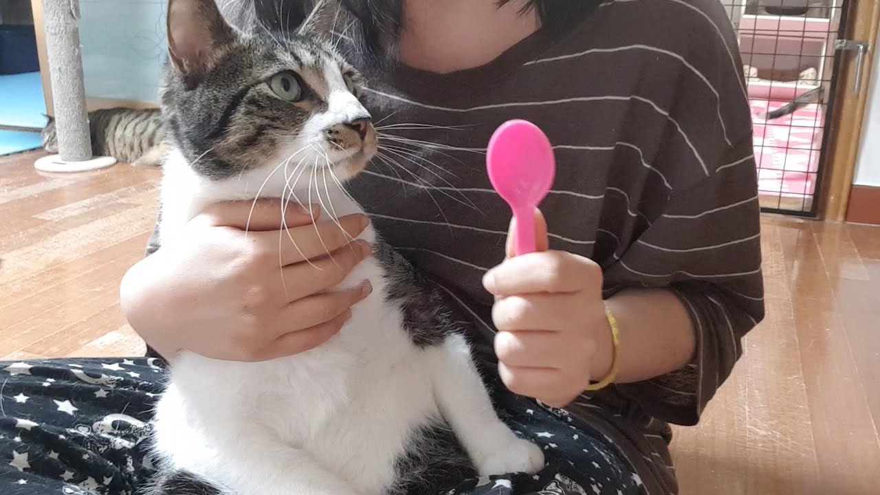 순식간에 고양이 알약 먹이는 방법!