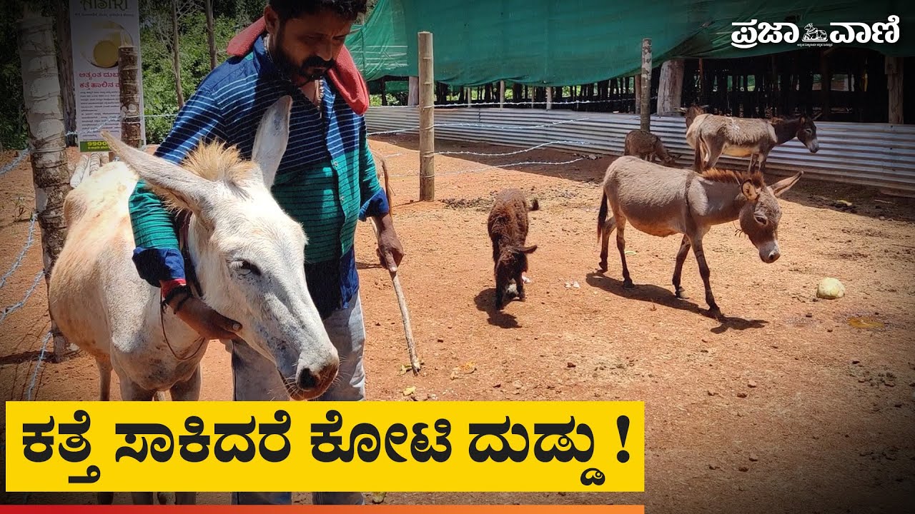ಕತ್ತೆ ಸಾಕಿದರೆ ಕೋಟಿ ದುಡ್ಡು ! Donkey Rearing | Donkey Milk |