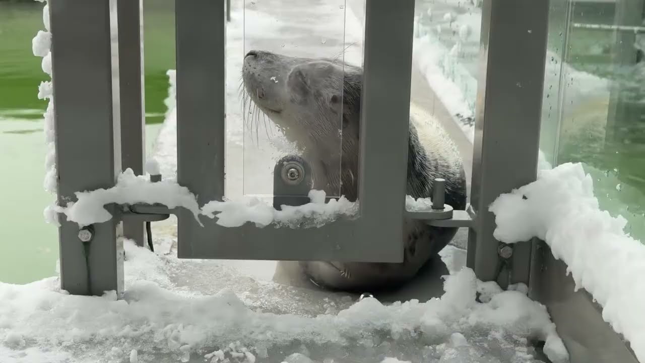Seals in snow with Raphael & Anni 🦭